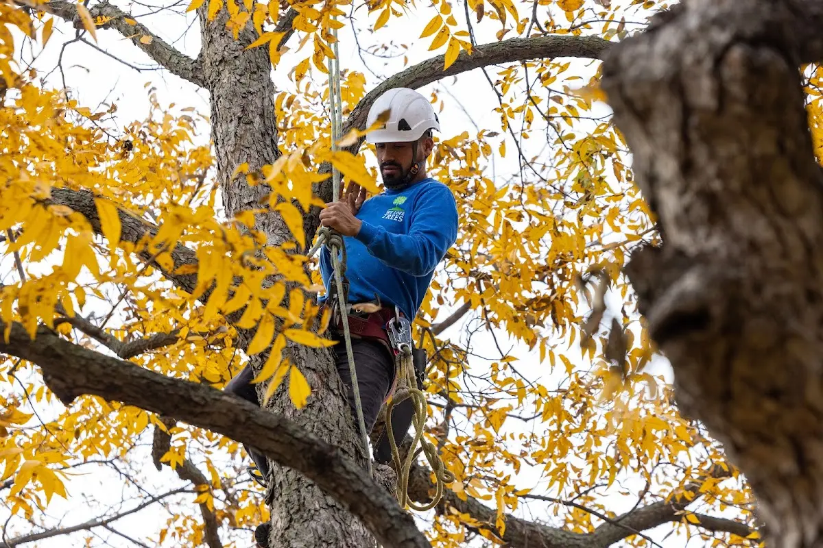 Skilled Stump Grinding crew working in Breckenridge